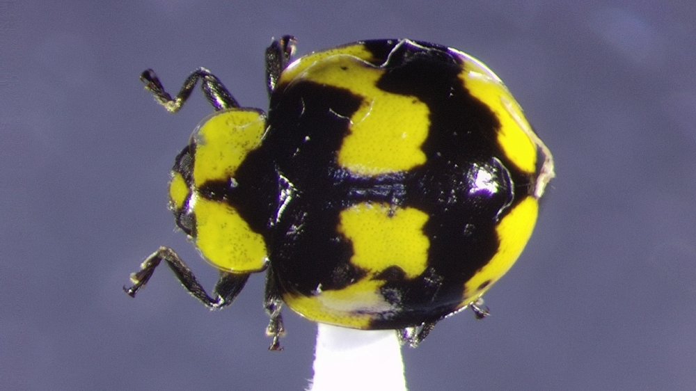 Sp00494Im02